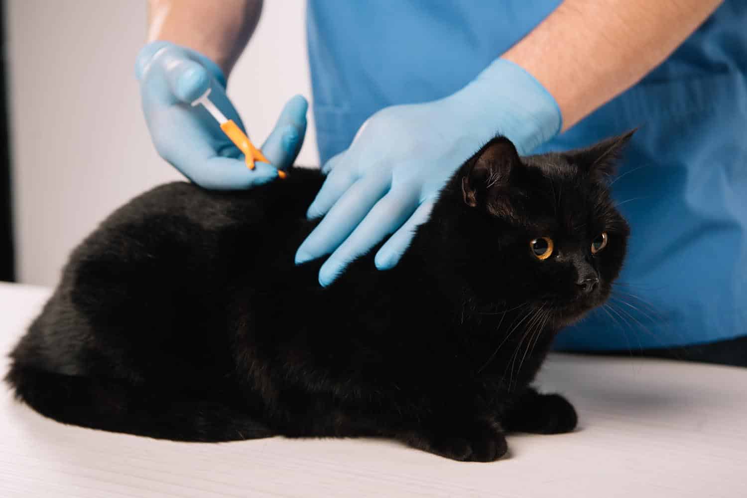 A veterinarian in blue gloves administers an injection to a black cat on a table.