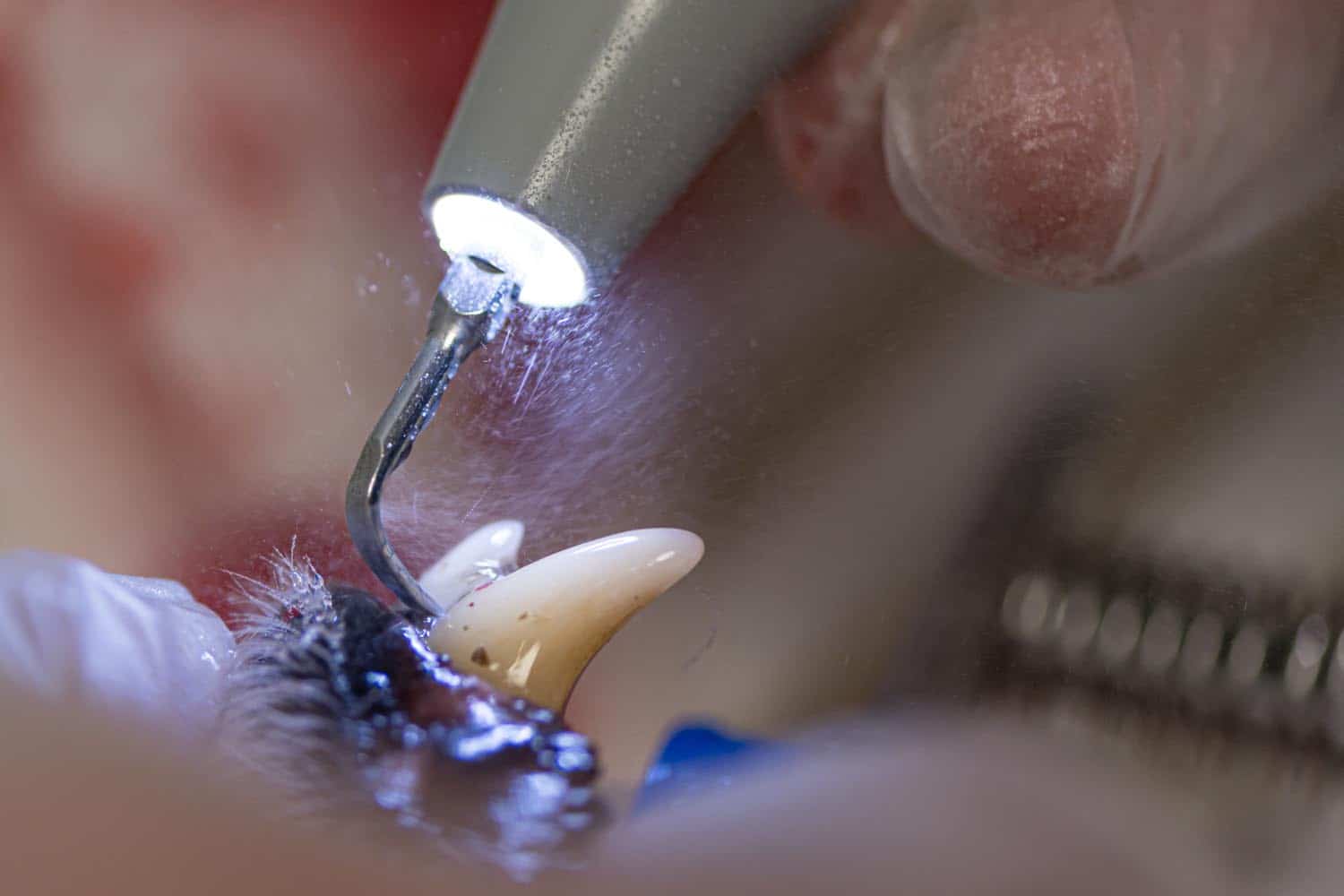 A vet uses a dental tool to clean an animal's sharp teeth under bright light.