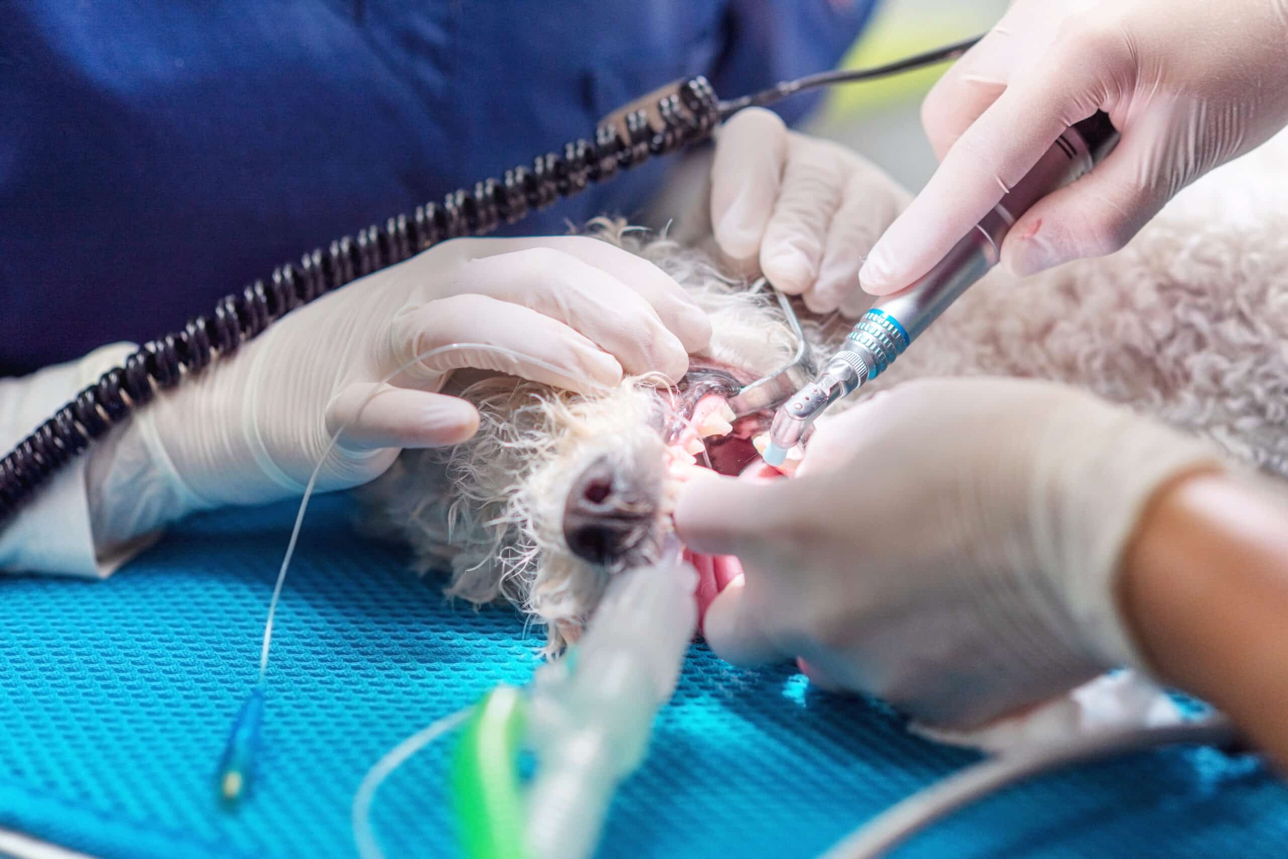 A dog with chronic medical conditions undergoes dental surgery on a blue pad, surrounded by veterinarians wearing gloves and using dental tools.