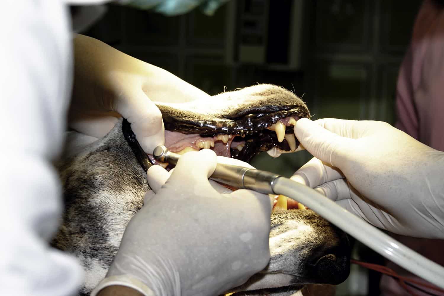 Veterinarian in gloves performing dental procedure on a dog's teeth, using dental tools.