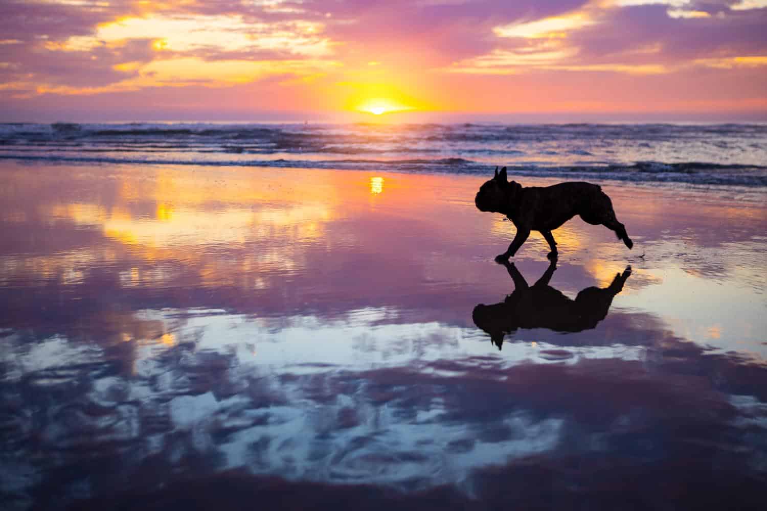 A dog runs along the beach at sunset, its reflection visible on the wet sand.