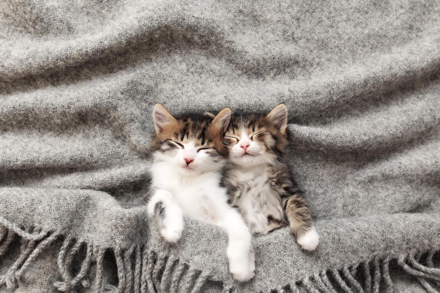 Two kittens asleep on a gray blanket, nestled closely together.