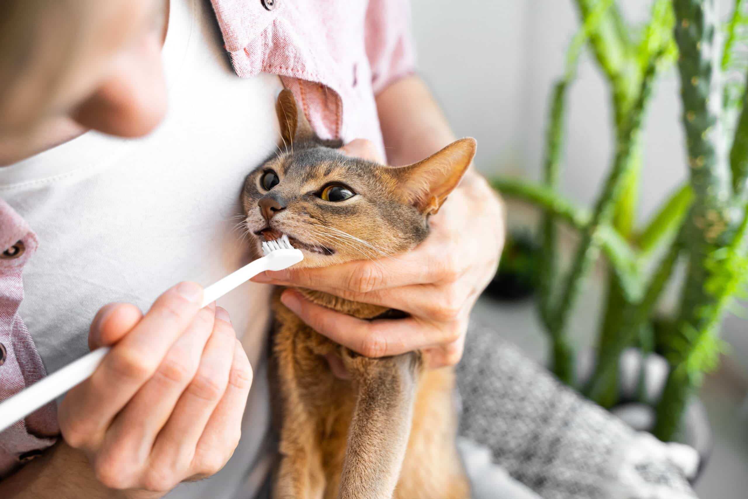 Gently holding the cat, a person brushes its teeth, ensuring even the fussiest feline feels at ease. In the background of this serene scene reminiscent of Kitty Cottages Boarding, a lush plant adds a touch of nature to the calming routine.