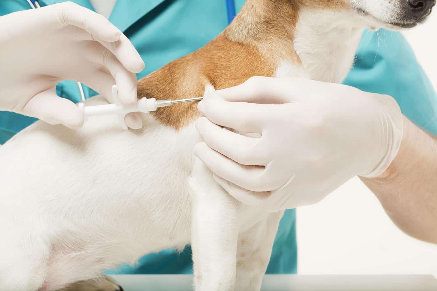 A veterinarian in gloves injects a microchip into a small dog's back with a syringe.