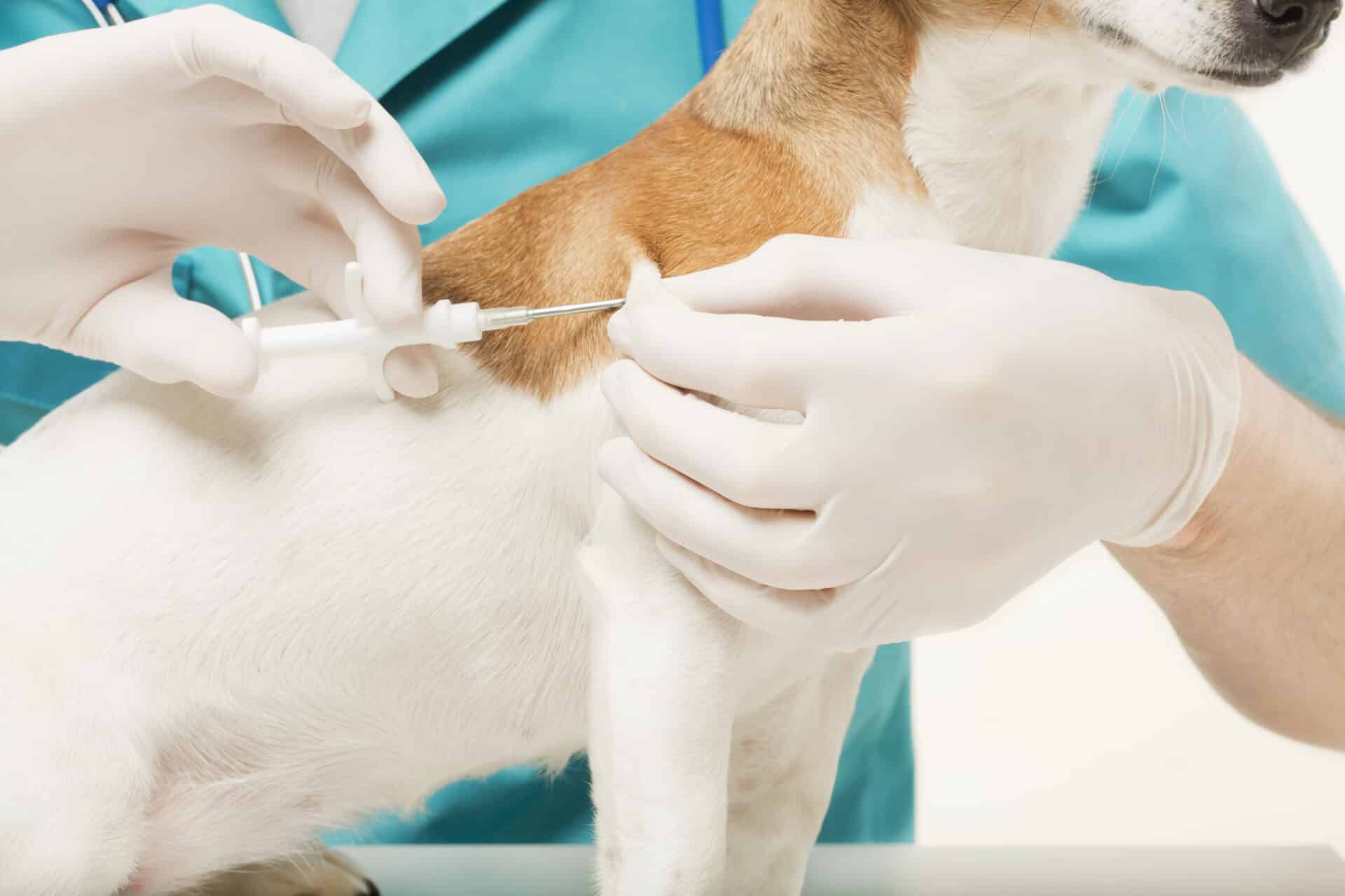 A dog with chronic medical conditions receives an injection from a veterinarian wearing gloves.