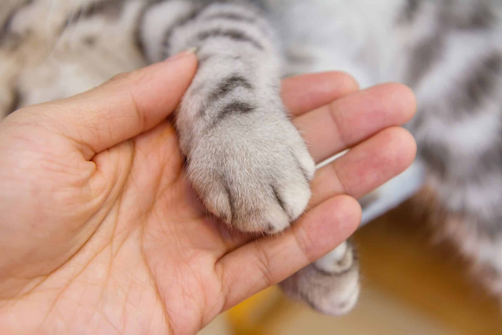 A human hand gently holds a gray cat's paw, evoking the comforting touch often found in hospice care, showcasing the tender bond between pet and owner during life's precious moments.