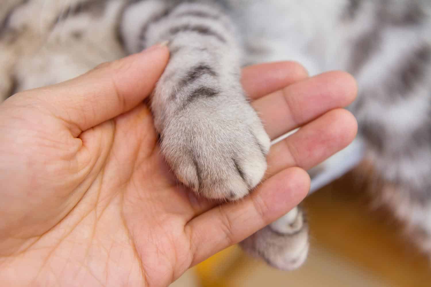 A person's hand gently holds a gray tabby cat's paw.