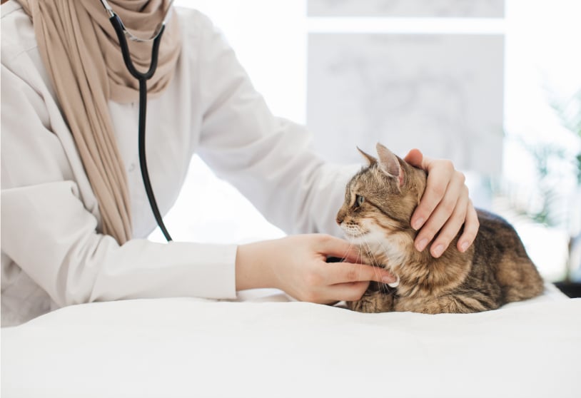 A veterinarian gently examines a tabby cat with a stethoscope on a white table, ensuring the best in senior wellness care.