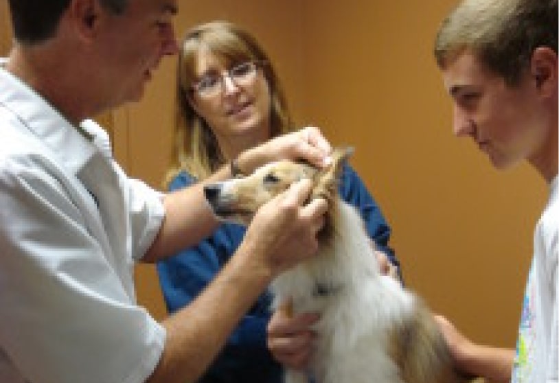 A veterinarian conducts a senior wellness care examination by checking a dog's ear, while two people assist in holding the animal.