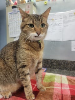 A tabby cat sits alert on a colorful blanket in front of a noticeboard with papers.